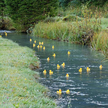 Des canards en caoutchouc s’affrontent dans une course sur la Kander au profit de la Lampe magique