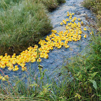 Des canards en caoutchouc s’affrontent dans une course sur la Kander au profit de la Lampe magique