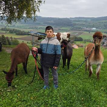 Nader en promenade avec les alpagas