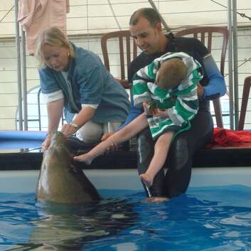 584(F) Stiftung Wunderlampe_Seelöwen_2