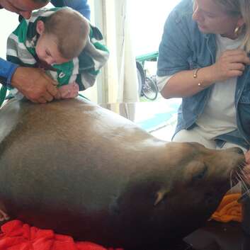 584(F) Stiftung Wunderlampe_Seelöwen_3