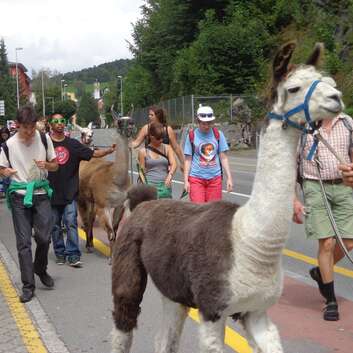 925(F) Stiftung Wunderlampe_Insieme Luzern_Lamas_1