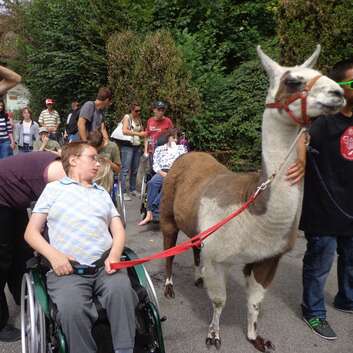 925(F) Stiftung Wunderlampe_Insieme Luzern_Lamas_2