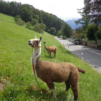 925(F) Stiftung Wunderlampe_Insieme Luzern_Lamas_3