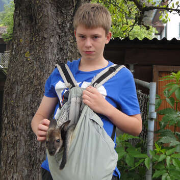 F175 Stiftung Wunderlampe_Kängurus_Nenzlingen_1