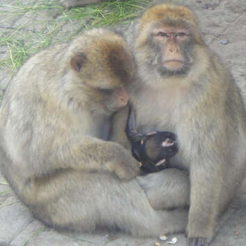 F39 Lampe magique_Zoo Rothenburg_3